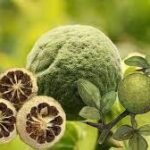 Cây chỉ xác có tác dụng gì?