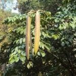 Vị thuốc hoàng bá nam có tác dụng gì?