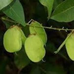 Tác dụng của dây cóc kèn