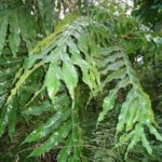 Tác dụng của cây bàn tay