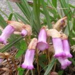 Tác dụng của cây lệ dương