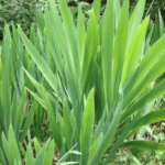 Tác dụng của cây xạ can