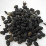 Bổ cốt chỉ có tác dụng gì?