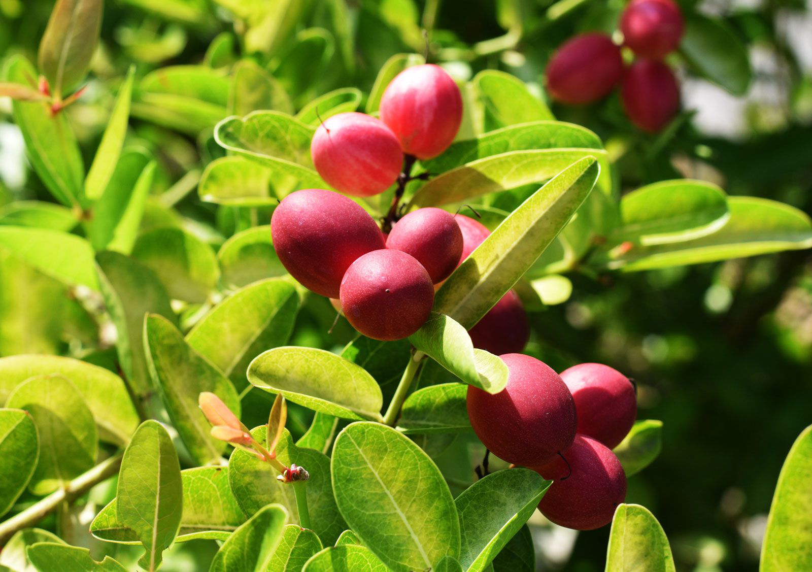 cây thần kỳ chữa bệnh