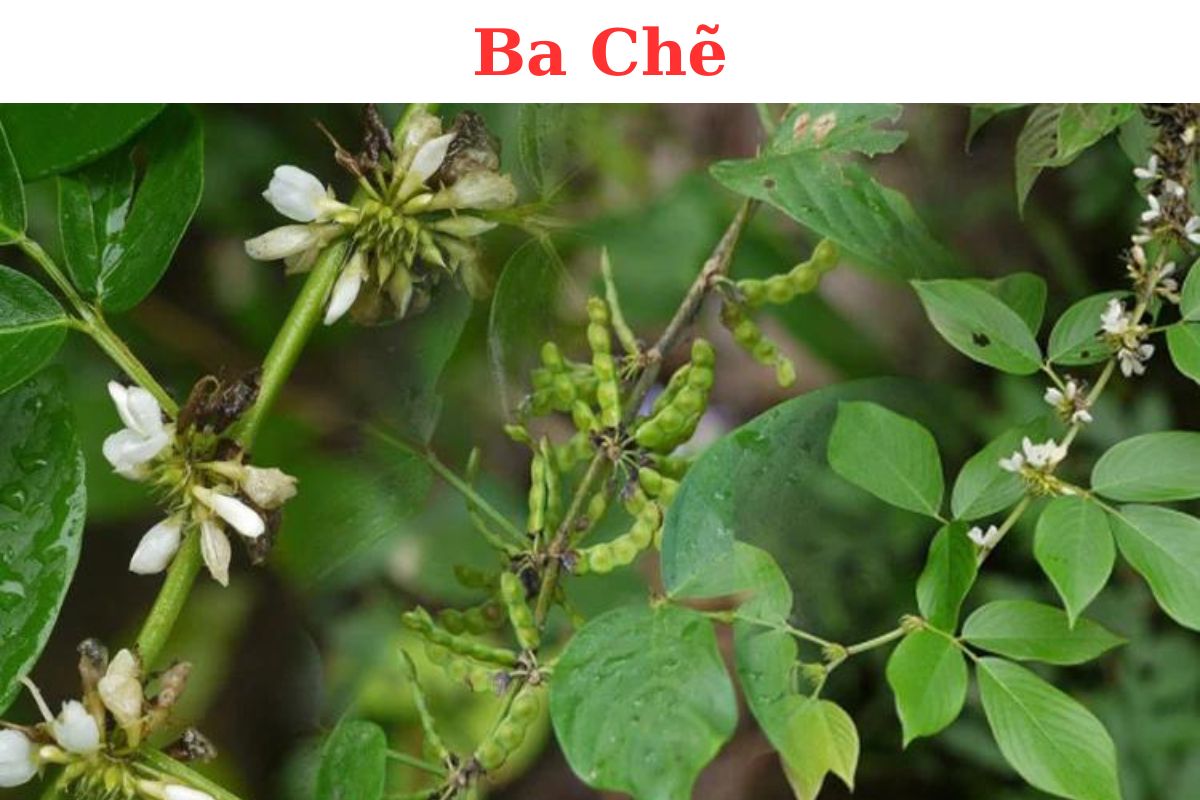 Ba chẽ (Đậu bạc đầu) Dendrolobium triangulare: Vị thuốc dùng để chữa rắn cắn