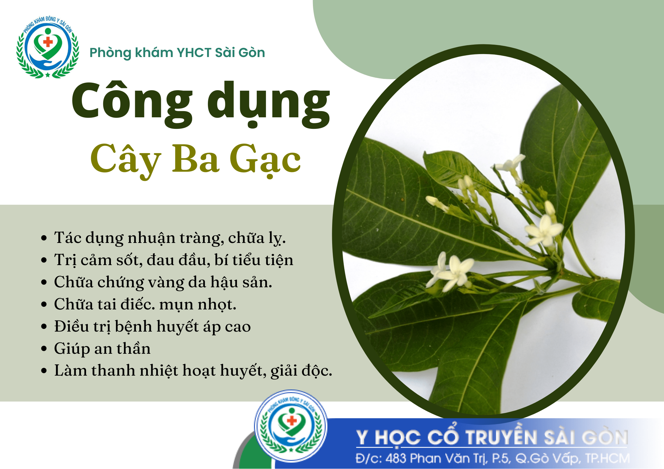 Cây Ba Gạc - Dược liệu Đông y chữa cao huyết áp hiệu quả