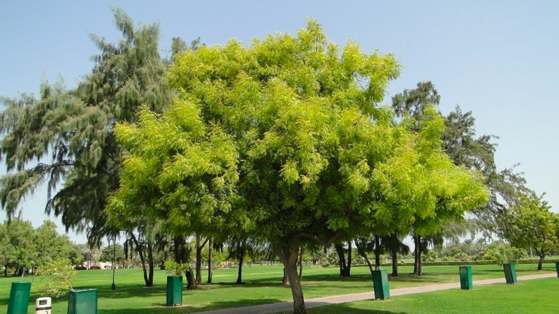 Lá neem (Azadirachta indica leaf): Loại xoan Ấn Độ có nhiều công dụng chữa bệnh