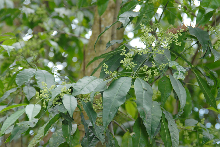 cây ba chạc chữa ghẻ