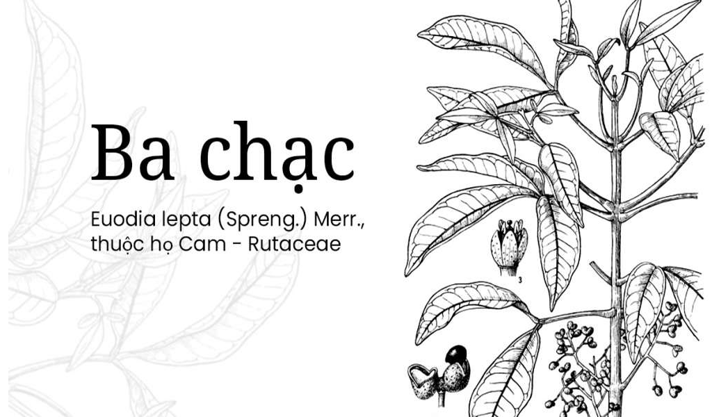 Ba chạc lợi sữa cho mẹ sau sinh