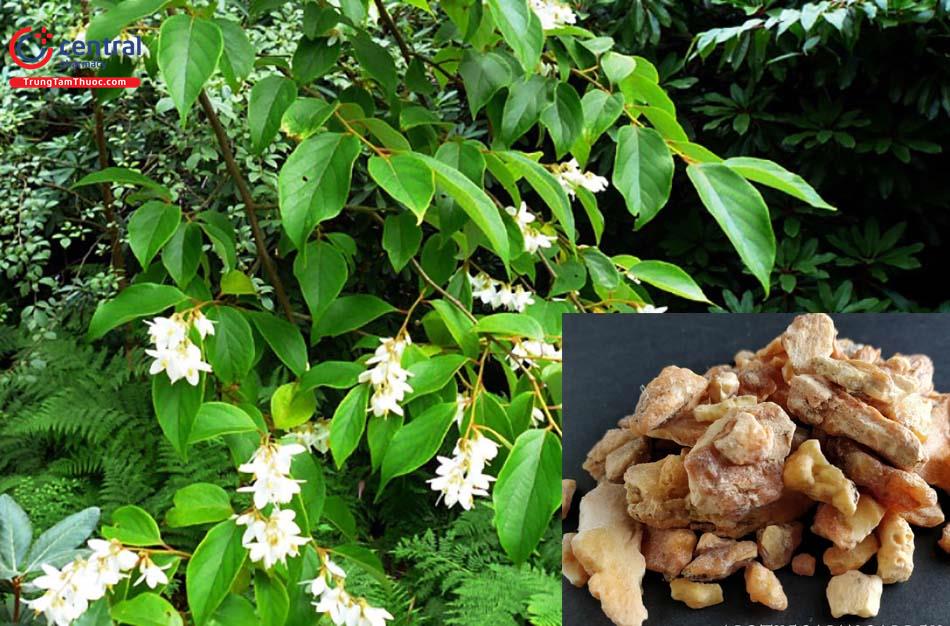 Nhựa Cây Bồ Đề (An Tức Hương) -Styrax tonkinensis - Vị thuốc dưỡng tâm, trừ suyễn, giảm đau