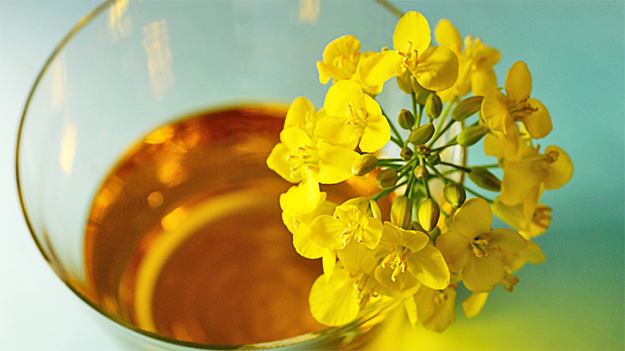 Canola oil là gì? Công dụng của Canola oil đối với sức khỏe.2