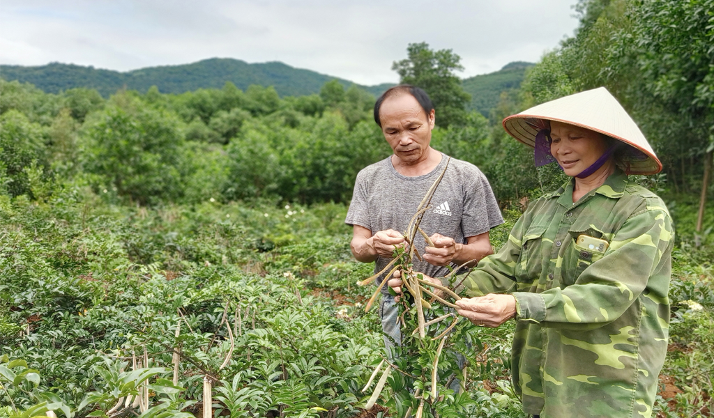 Cát sâm: Thảo dược thanh nhiệt, nhuận phế vùng đồi núi