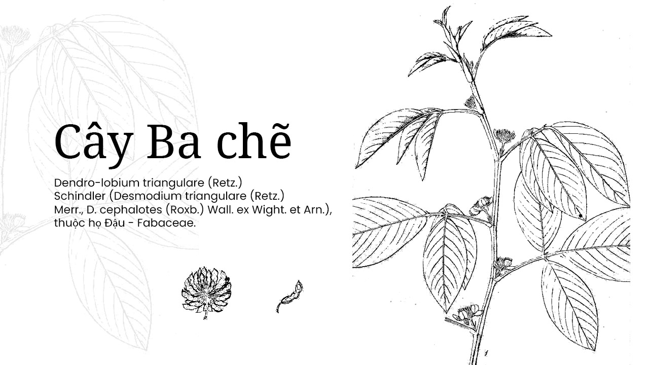 BA CHẼ – Desmodium triangulare