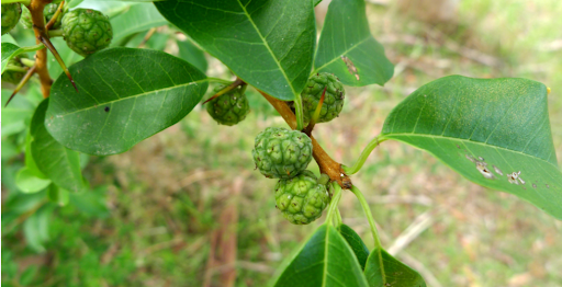 mỏ quạ chữa bệnh