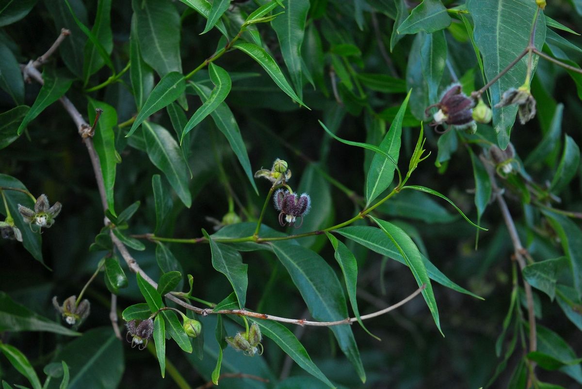 Hương gia bì (vỏ rễ): Cây thuốc cổ truyền, quan trọng đối với y học thảo dược Trung Quốc