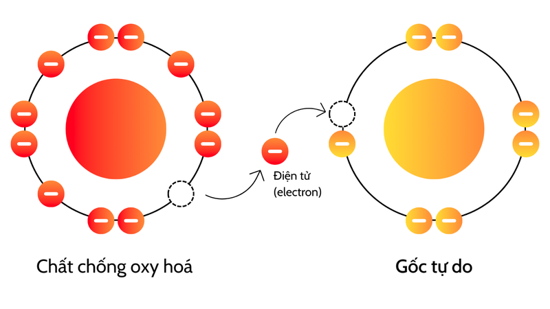 Cây Huyền sâm: Một dược liệu quý được sử dụng từ lâu đời 4