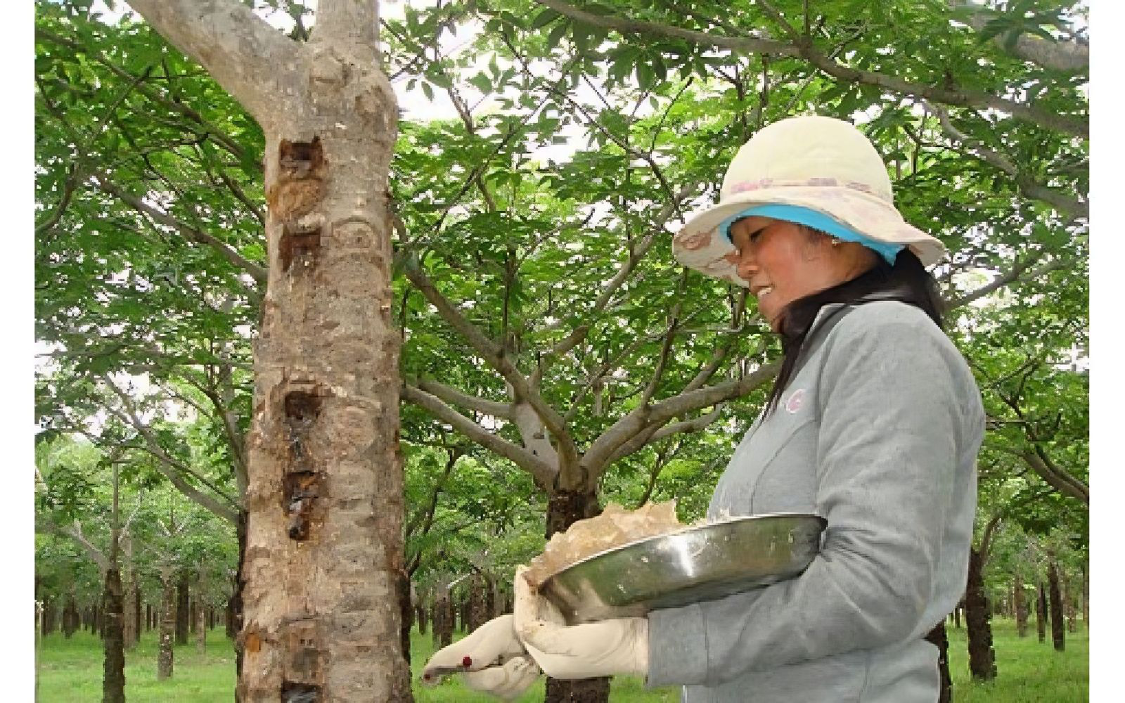 mủ trôm 2