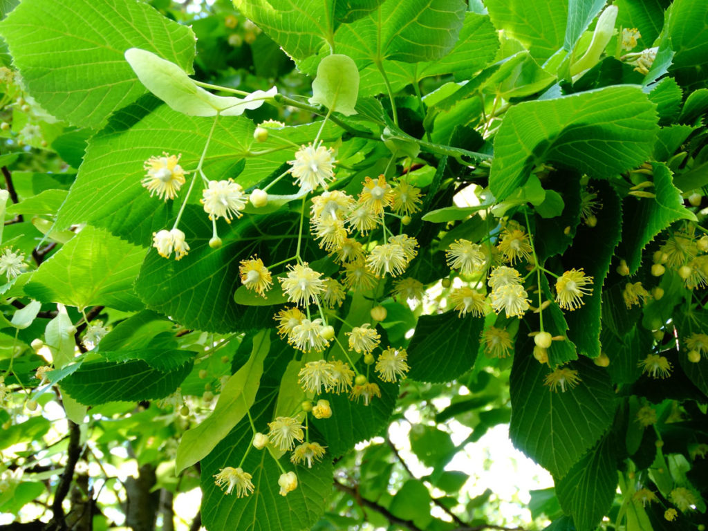 Linden Inflorescence: Vị thuốc chữa đau khớp từ ôn đới Châu Âu