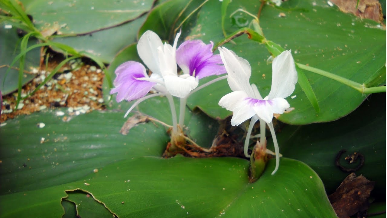 cây địa liền