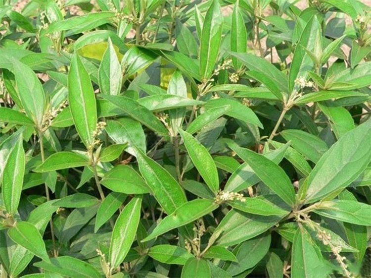 Công dụng của khổ sâm có tác dụng tốt với sức khoẻ người sử dụng