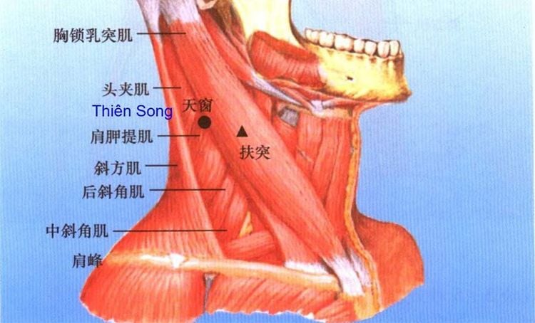 medium_20211212_071936_969454_huyet_thien_song_1_max_1800x1800_jpg_af0c48f692 Vị trí huyệt thiên song