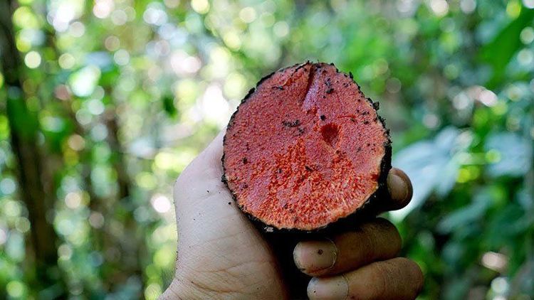 Cây củ nâu có một số công dụng hữu ích trong Đông Y