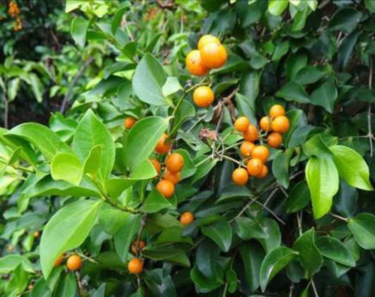 Cây hoàng nàn là dược liệu có công dụng giảm đau và sát khuẩn hiệu quả
