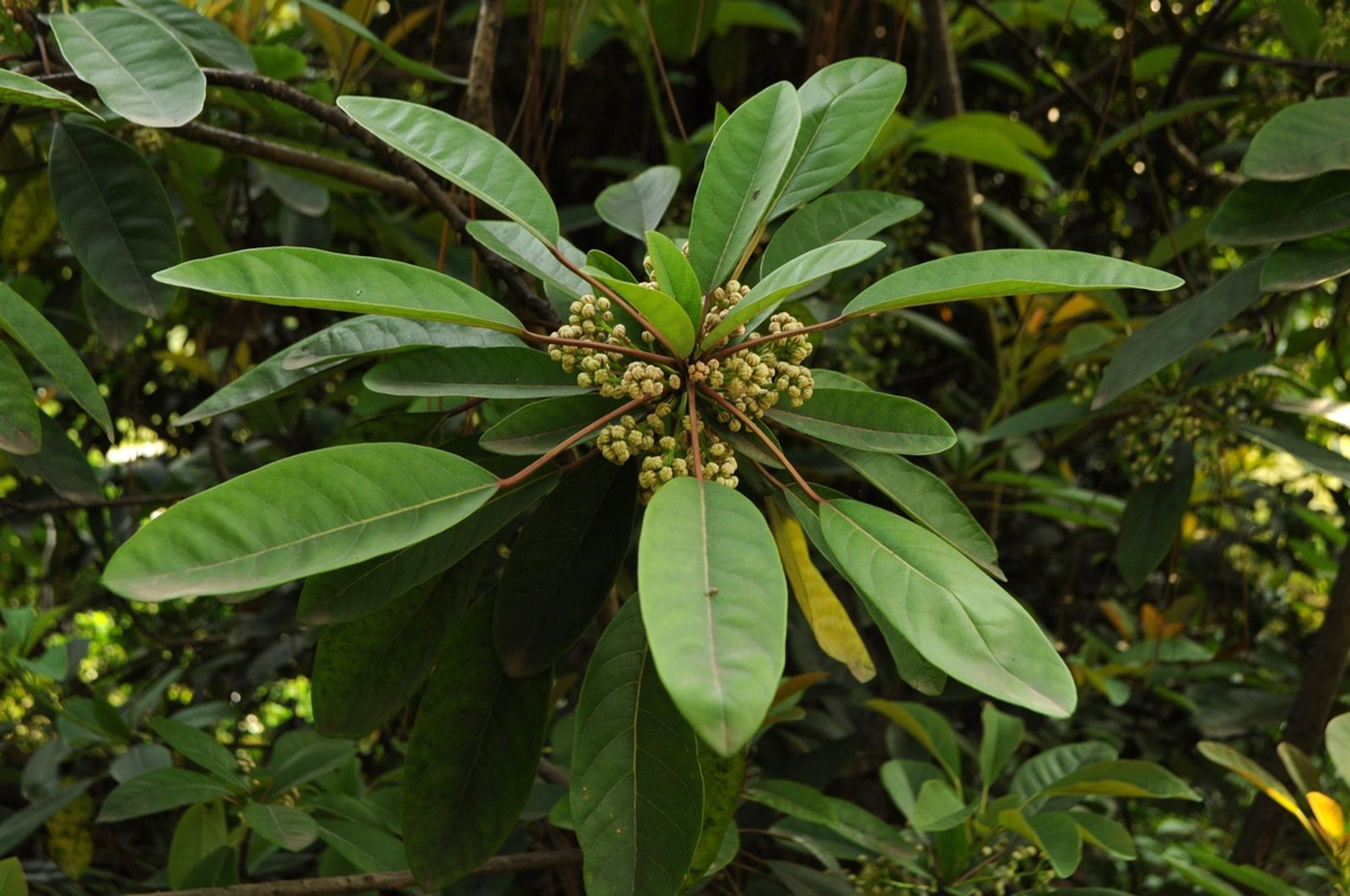 cây thuốc ngưu nhĩ phong