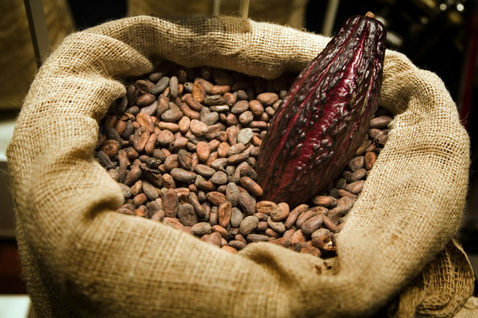 nhân quả cacao