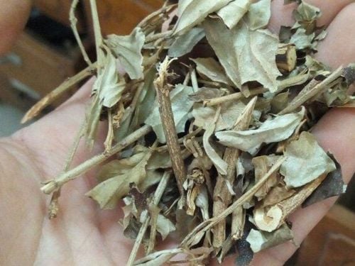 Tác dụng khổ sâm sẽ phát huy tác dụng khi được sử dụng đúng cách