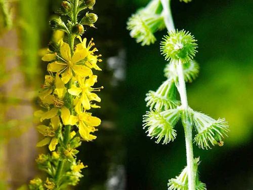 Thành phần có trong long nha thảo giúp điều trị một số bệnh lý