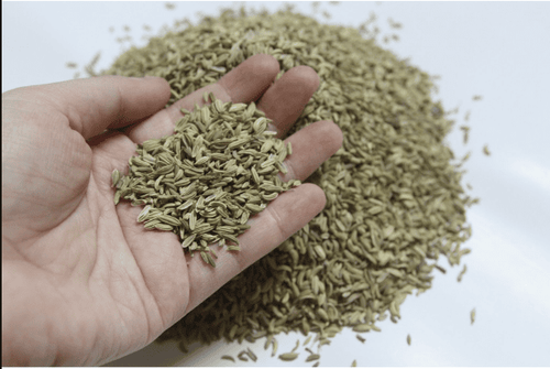 Vị thuốc tiểu hồi hương có thể dùng ở dạng sắc, hoặc tán bột làm viên hoàn.