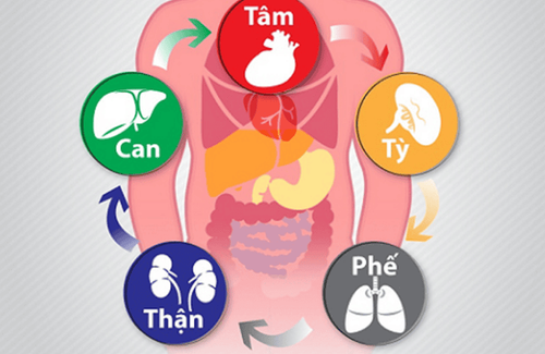 small_20211221_152120_744588_sinh_ly_tang_than_s_max_1800x1800_png_116e50f980 Tạng thận Y Học Cổ Truyền có liên quan mật thiết với tạng tỳ