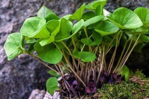 Đặc điểm của cây tế tân với đầu lá nhọn và gốc lá hình tim