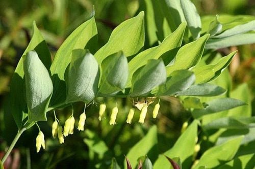 Cây thuốc ngọc trúc cần được sơ chế cẩn thận trước khi sử dụng