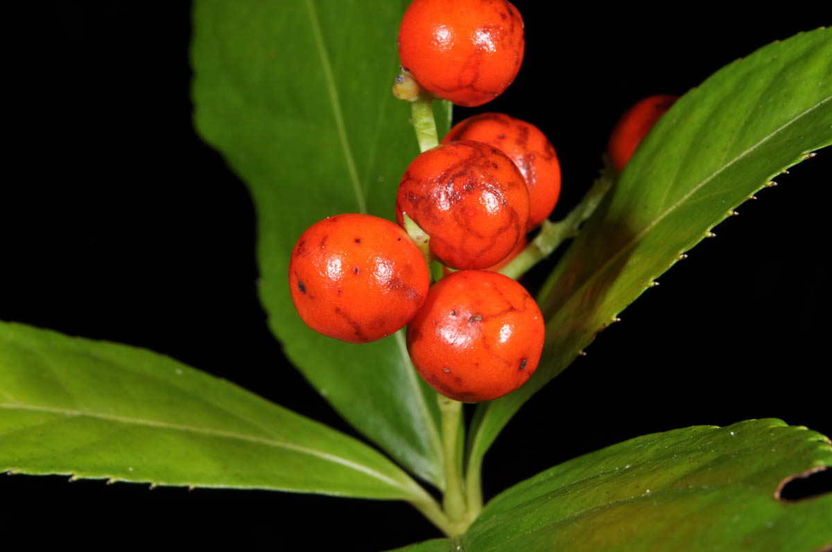 cây sói rừng chống ung thư