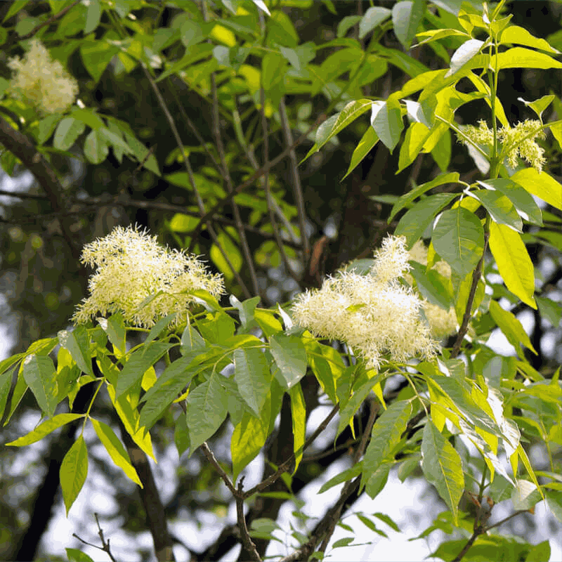 Tần bì (nhựa): Vị thuốc kháng viêm