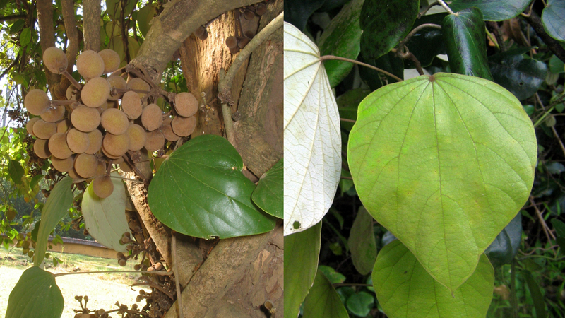 Cây Vàng đắng: Nguồn nguyên liệu chiết xuất berberine