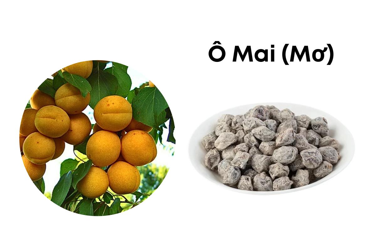 Ô MAI – Armeniaca vulgaris Lamk.