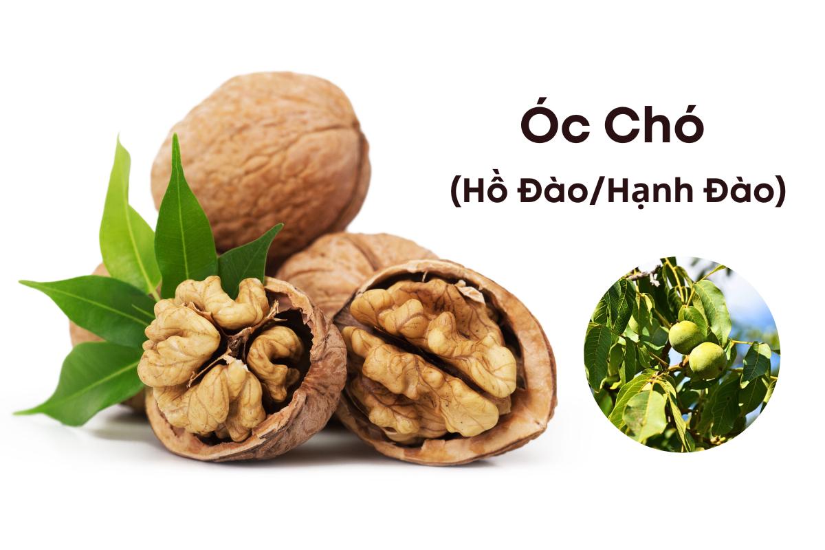 HỒ ĐÀO – Juglans regia