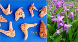 BẠCH CẬP – Beletia hyacinthina