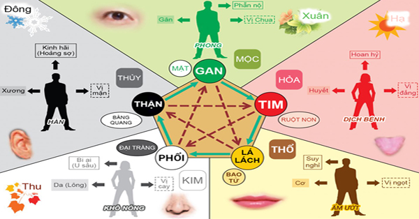 HỌC THUYẾT TẠNG TƯỢNG