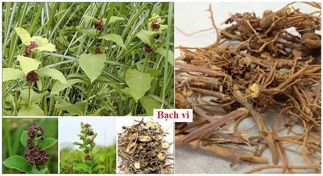 Nguyên Liệu Làm Thuốc Chữa Bệnh: SỔ TAY CÂY THUỐC VÀ VỊ THUỐC ĐÔNG Y - BẠCH VI | Plants, Garden