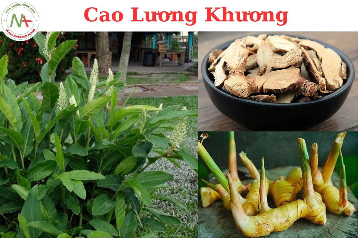 CAO LƯƠNG KHƯƠNG – Alpinia offcinarum Hace