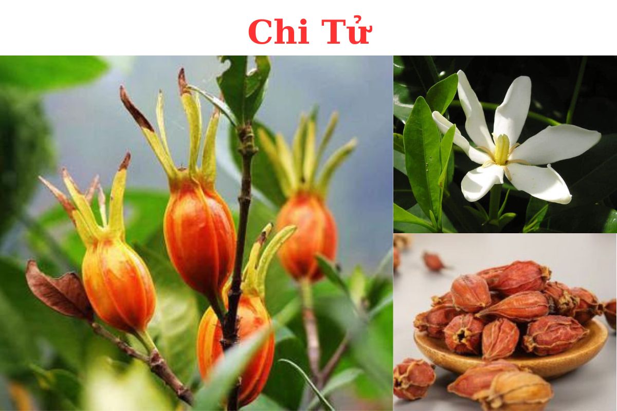 CHI TỬ – Gardenia jasminoides ellis