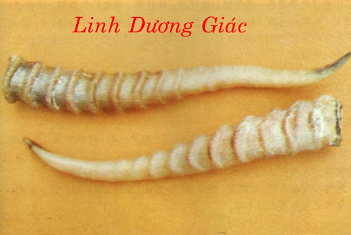 LINH DƯƠNG GIÁC – Cornu Antelopis