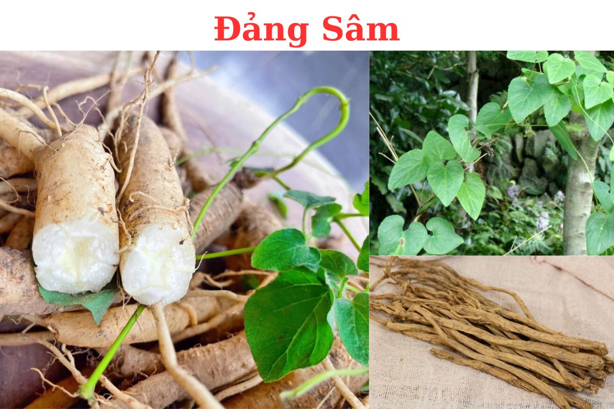 Đảng Sâm (Đẳng Sâm Bắc) Codonopsis pilosula có công dụng gì, cách dùng?