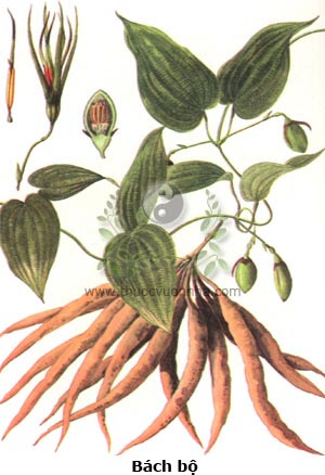 BÁCH BỘ (Stemona tuberosa Lour)