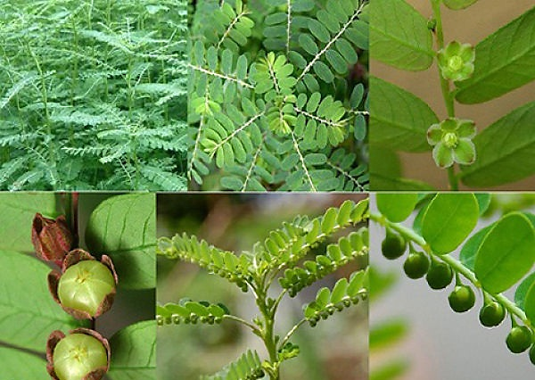 DIỆP HẠ CHÂU – Phyllanthus urinaria