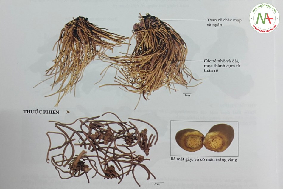 BẠCH VI – Cynanchum atratum bunge